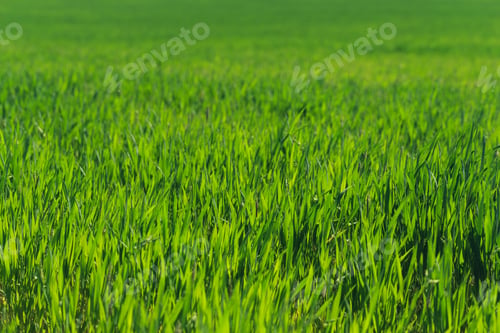 Preview: Green grass field stretches over a large area under a clear sky