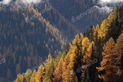 Preview: Beautiful view of an autumn forest under the fog