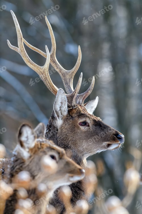 Preview: Roe deer in the winter forest. Animal in natural habitat