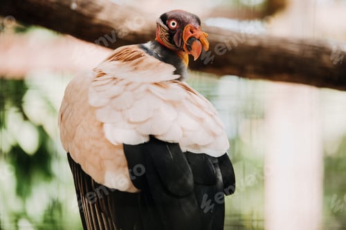 Preview: A close up of a king vulture bird