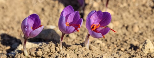 Preview: Close up of saffron flowers in a field at autumn