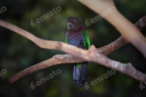 Preview: Red-fan Parrot bird (Deroptyus accipitrinus)