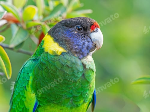 Preview: Australian Ringneck or Twenty-Eight Parrot Portrait