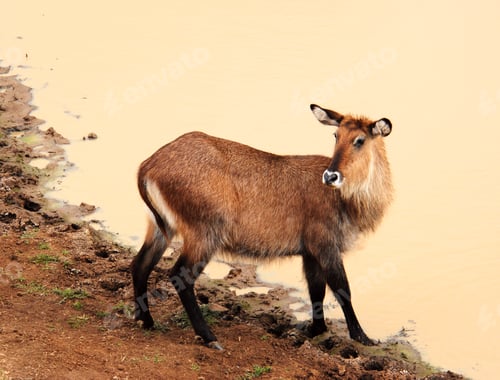Preview: Female waterbuck