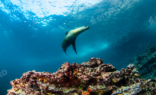 Preview: Galapagos fur seal (Arctocephalus galapagoensis) swimming in tropical underwaters