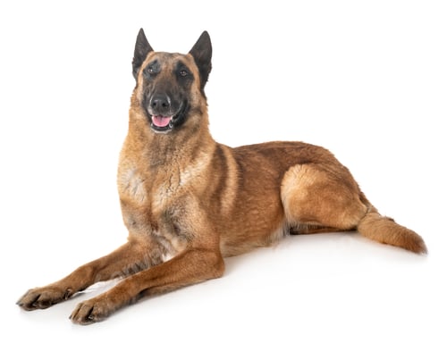 Preview: belgian shepherd malinois