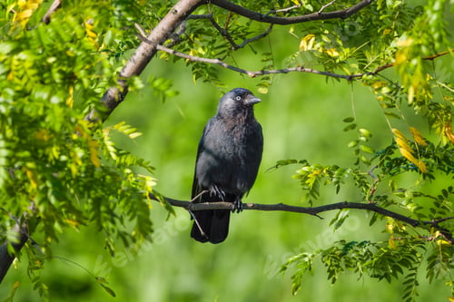 Preview: Western jackdaw. A bird on a branch. Blurred background.
