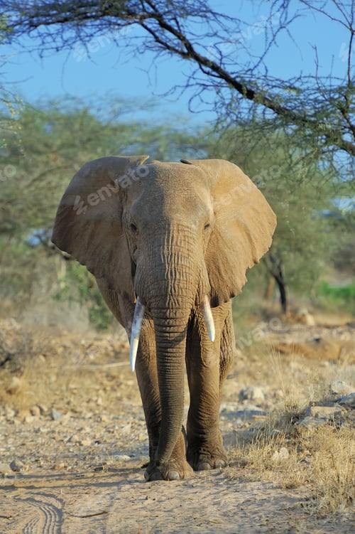Preview: Elephant