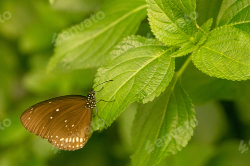 Preview: Close-up shot of Euploea klugii, the brown king crow butterfly