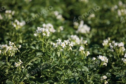 Preview: Germany, Close up of potato flowers