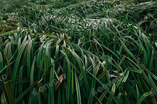 Preview: Detail of windswept marsh grasses, Point Reyes National Seashore, California, USA.