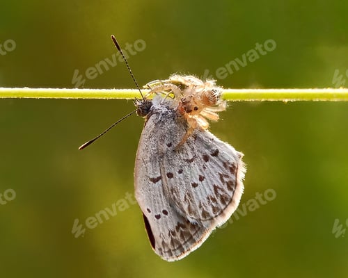 Preview: Spider