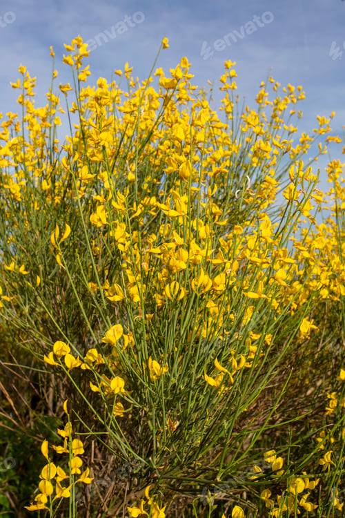 Preview: Yellow Spanish Broom (Spartium junceum), mediterranean region in France,on blue sky background