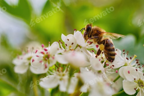 Preview: Bee pollinating a white flower