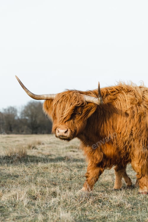 Preview: Scottish Higlander Calf Cattle on a field ecological farm