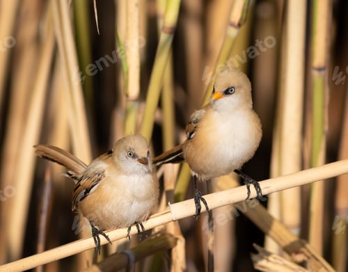 Preview: Bearded reedling, Panurus biarmicus. A young male and female sitting on reeds by the river