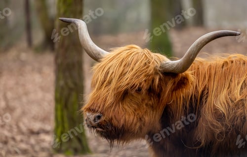 Preview: Closeup of the Highland cattle in the field