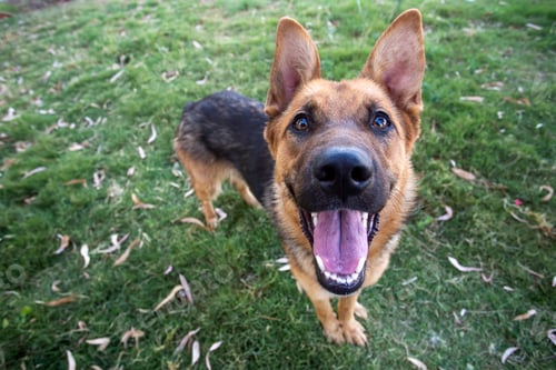 Preview: Pet animal; german wolf dog in garden.