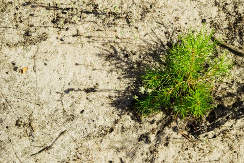 Preview: The young pine on the sandy soil in a forest, top view. Russia, Siberia.