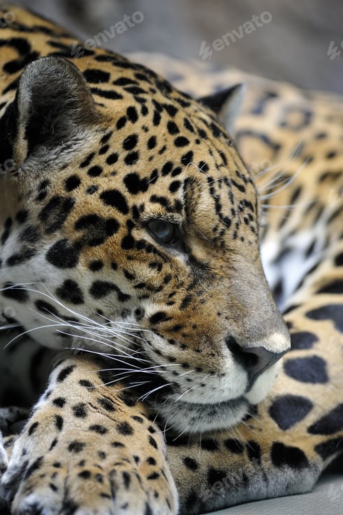 Preview: Portrait of jaguar