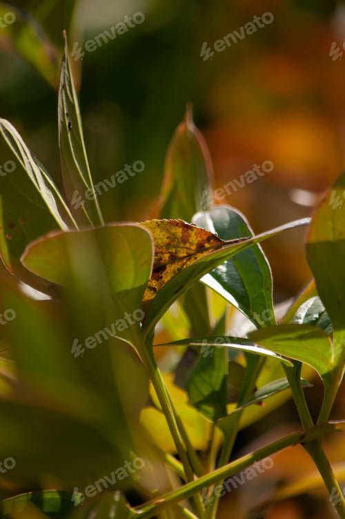 Preview: Vertical shot of dried autumn leaves in a field