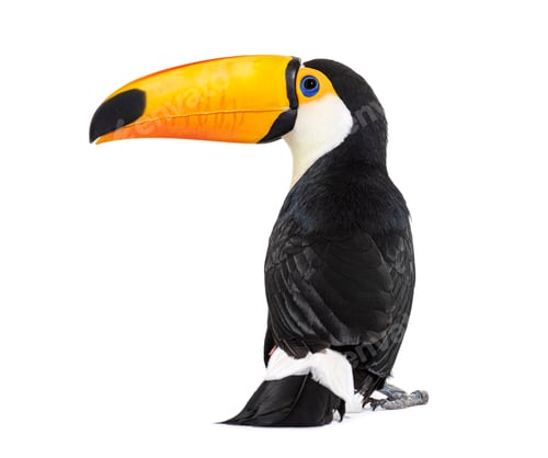 Preview: Back view of a Toucan toco, Ramphastos toco, isolated on white