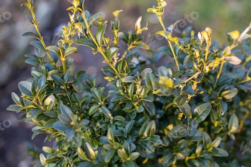 Preview: Green background of boxwood leaves. Green leaves of boxwood. Evergreen boxwood bush in sunlight.