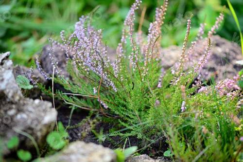 Preview: Beautiful blossoming purple heather (Calluna vulgaris)