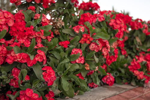 Preview: Close up of red bush flowers Euphorbia Mila or Crown of Thorns.