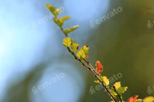 Preview: autumn tree branches details on a blurred blue sky