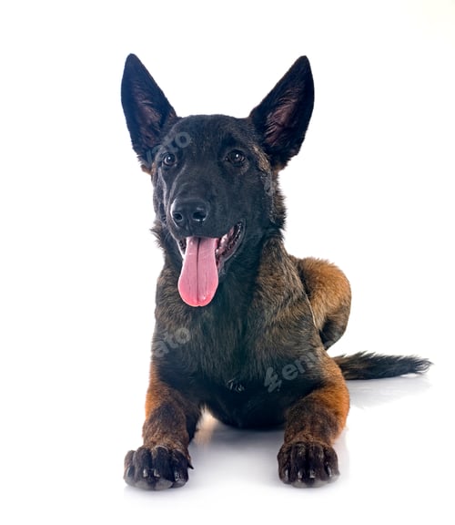 Preview: puppy malinois in studio
