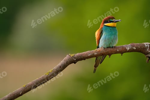 Preview: European Bee-Eater - Merops Apiaster on a branch , exotic colorful migratory bird