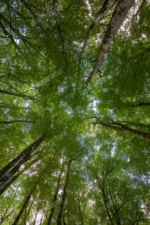 Preview: Green Canopy In a Beech Forest