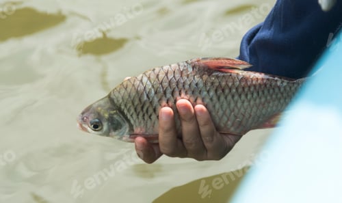 Preview: Rescuers fish from the net