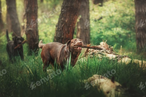 Preview: Labrador Retriever Dog breed on the field. Dog running on the green grass. Active dog outdoor.