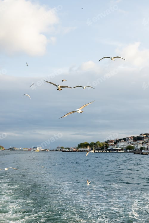 Preview: Seagulls flying above sea with Istanbul coastline at background in Turkey