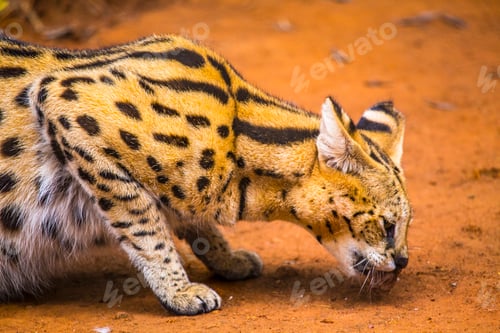 Preview: A wild Masai Mara cat eating at the Nairobi Orphanage, Kenya