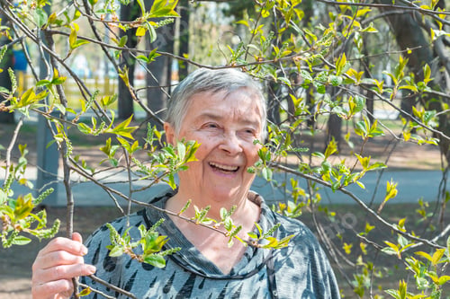 Preview: Attractive pensioner or senior woman laughs merrily framed by blossoming branches.