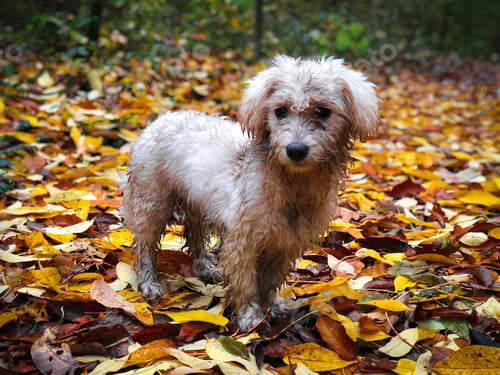 Preview: Dirty maltese dog surrounded by yellow autumn leaves