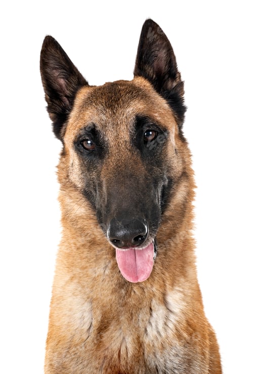 Preview: belgian shepherd malinois