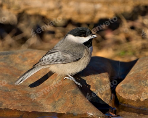 Preview: Carolina Chickadee perched atop rocky terrain near the tranquil waters.