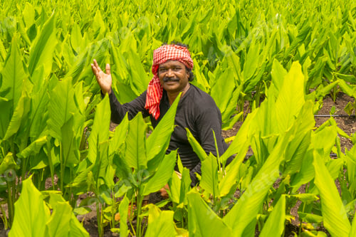 Preview: Happy Indian farmer at green turmeric agriculture field.
