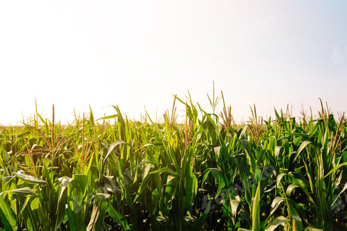 Preview: Young corn field at agriculture farm. Agriculture, organic gardening, planting or ecology concept.