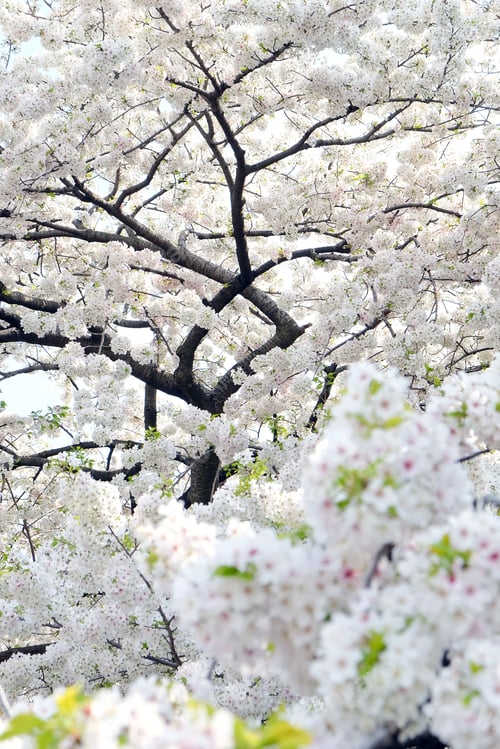 Preview: Cherry blossom season in Tokyo Japan