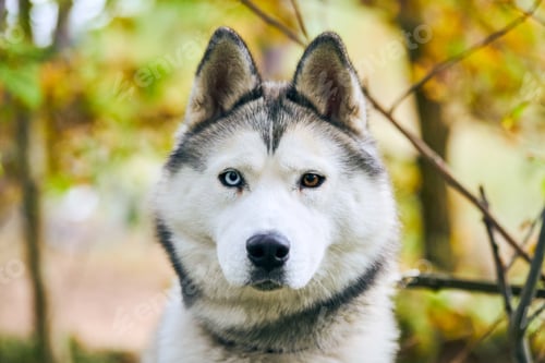 Preview: Siberian Husky portrait with heterochromia close up, Siberian Husky dog muzzle, sled dog breed