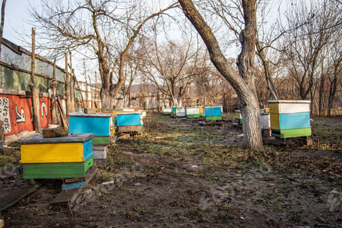 Preview: Old multicolored hives on apiary in late autumn. Bees sit in hives in cold weather. Preparing for