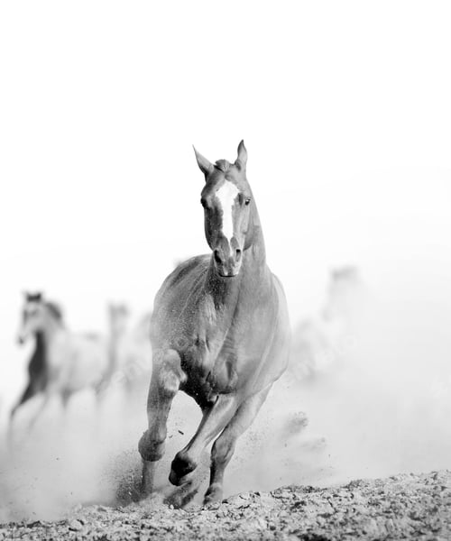 Preview: horse, mare, wilderness, stallion