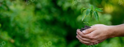 Preview: the farmer plants a plant, pepper seedlings.