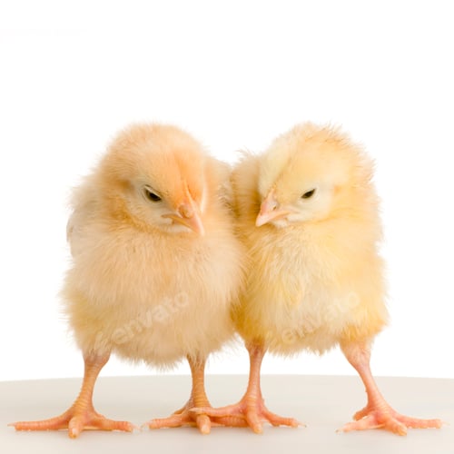 Preview: chick