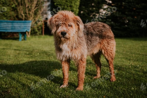 Visualização: Cute furry dog playing in the yard in summer